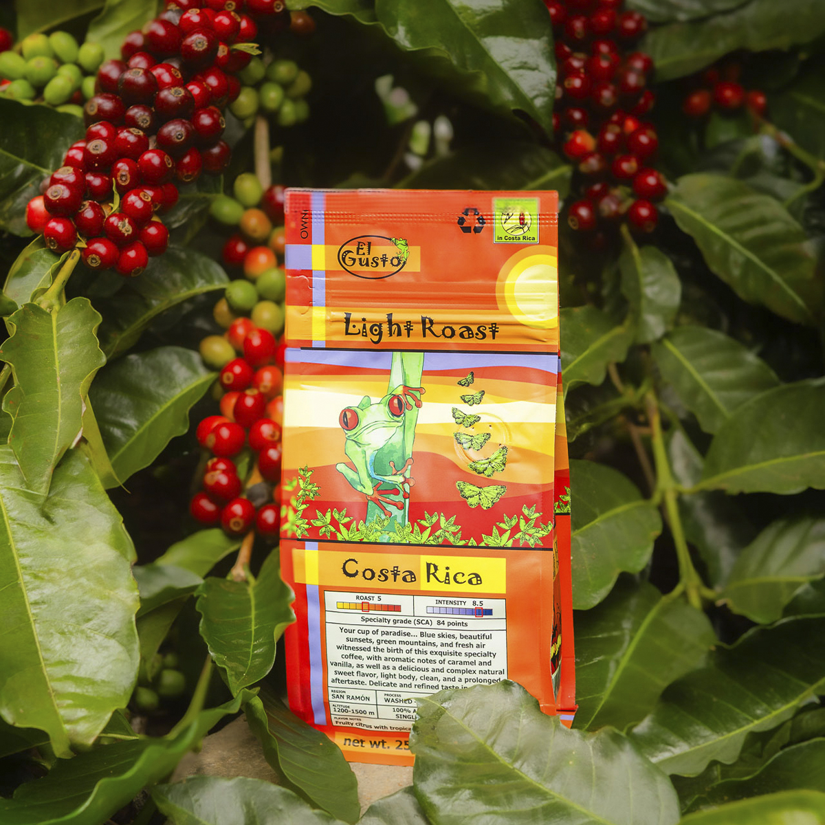 ROASTED WHOLE BEAN COFFEE El Gusto Light Roast - 8.8 Oz - Image 6
